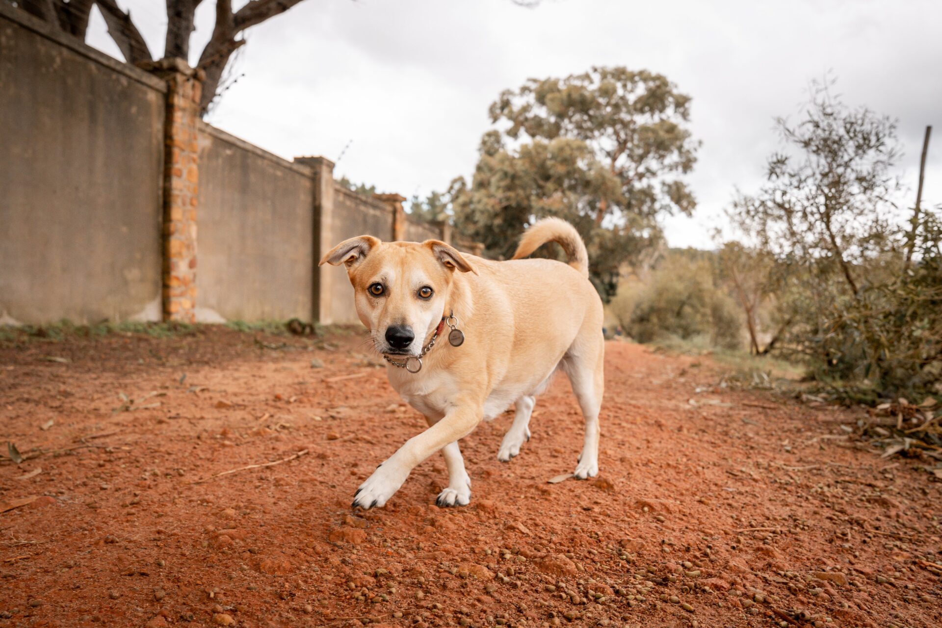 Dog following their owner down a path