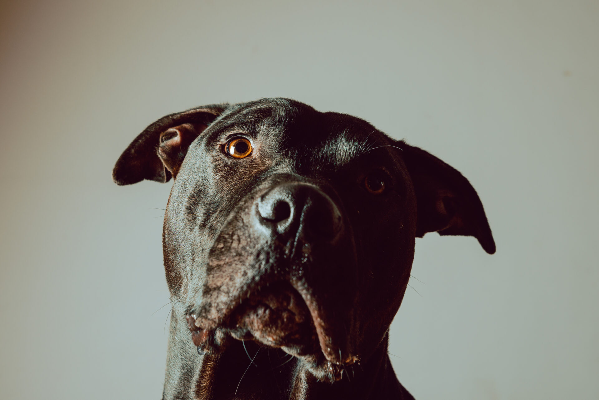 Dog tilting their head in curiosity 
