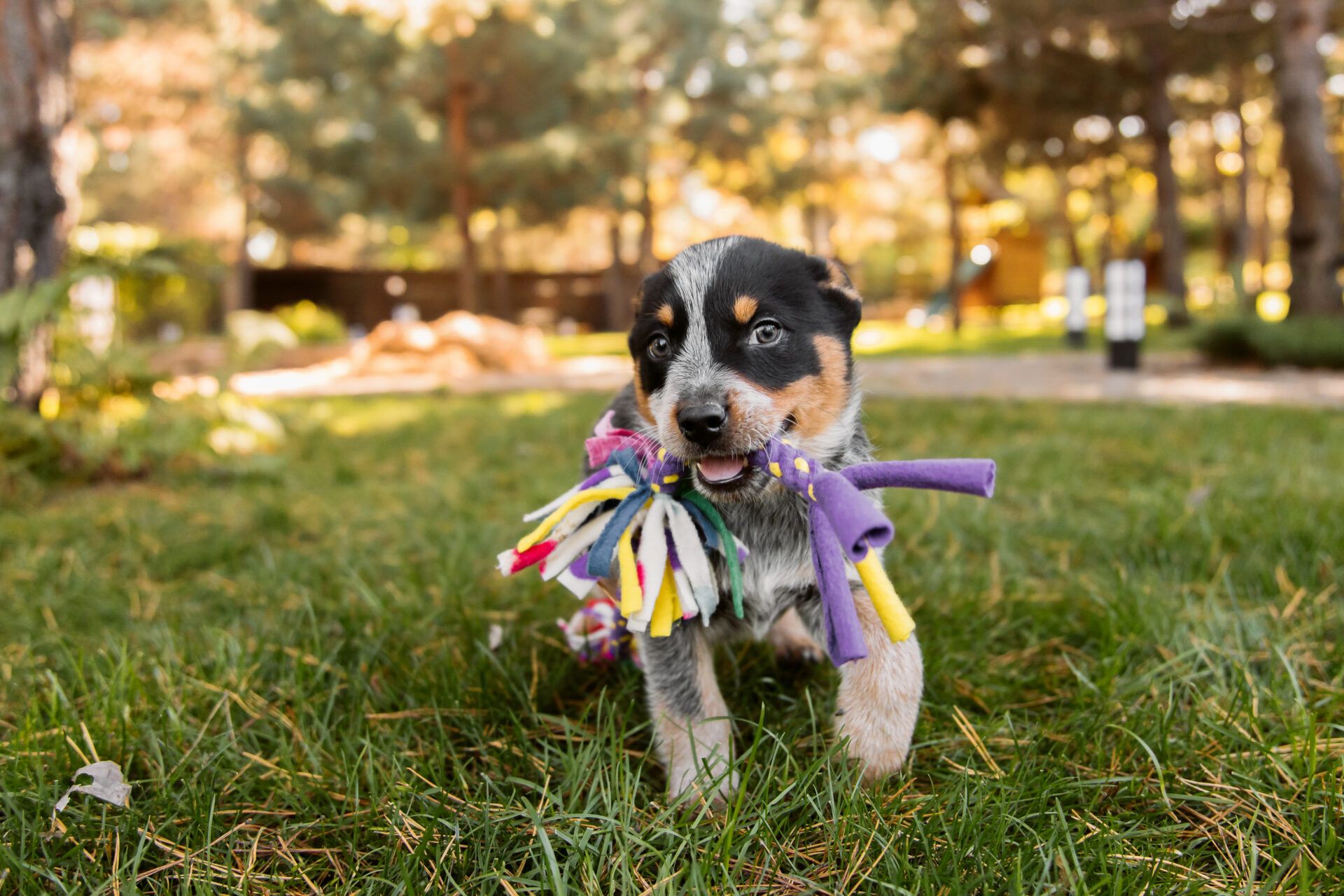 Dog bringing a toy to their owner