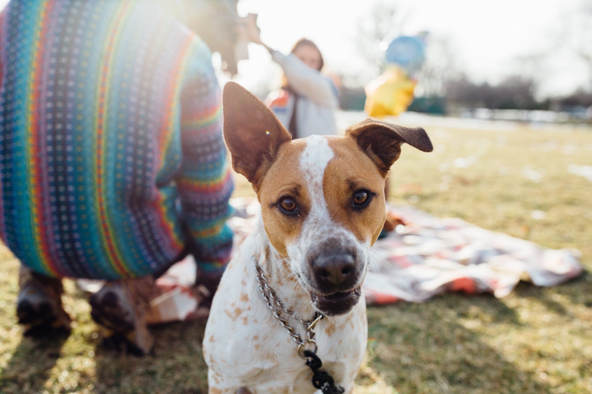 Dog making eye contact with owner