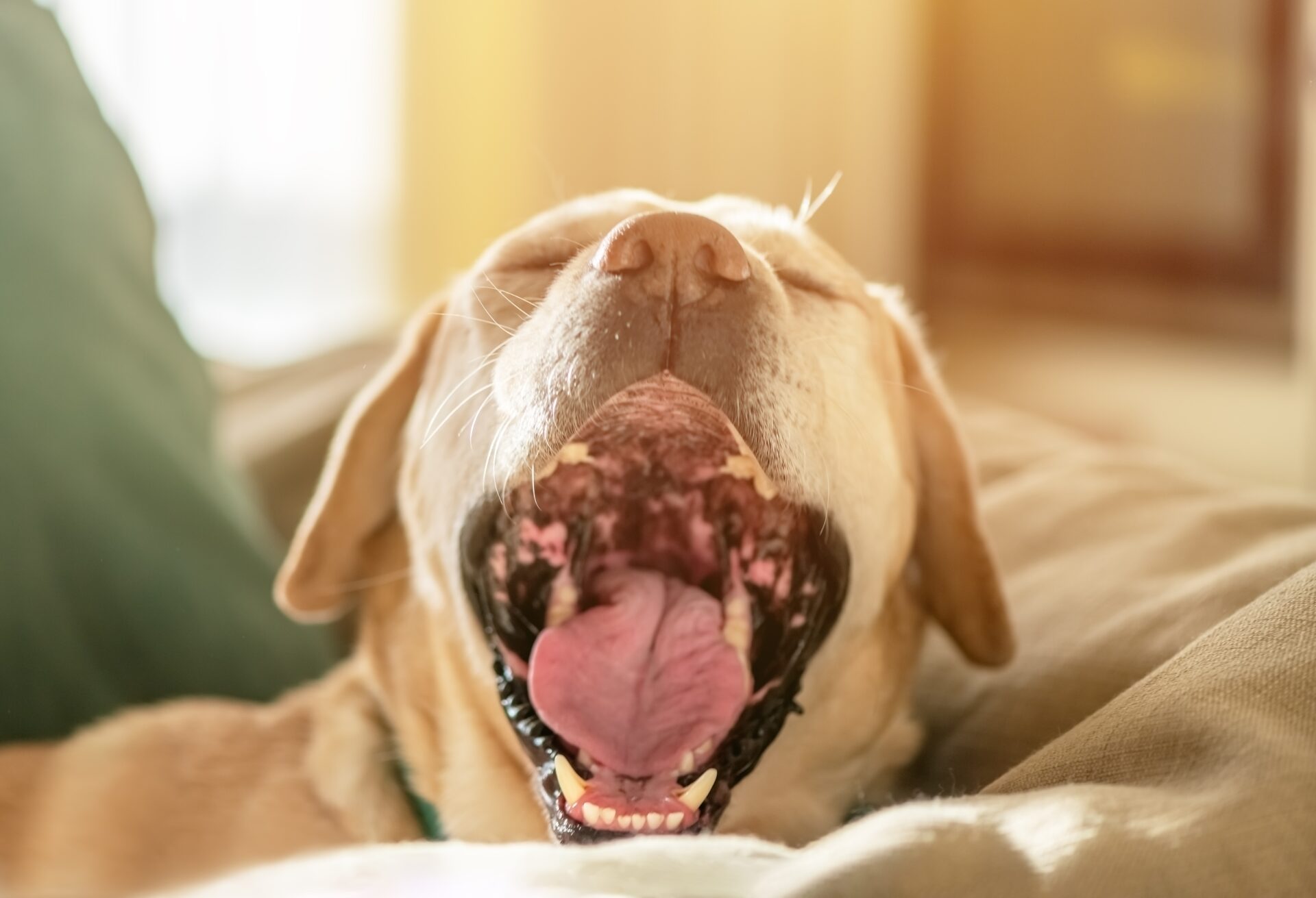 Dog yawning on the couch