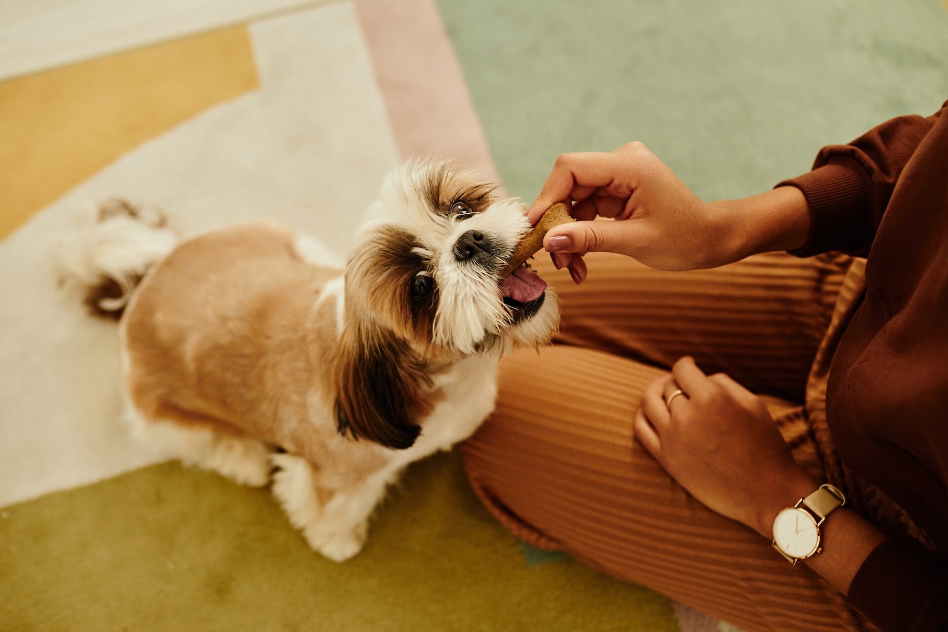 Shih Tzu dog chewing a dental treat