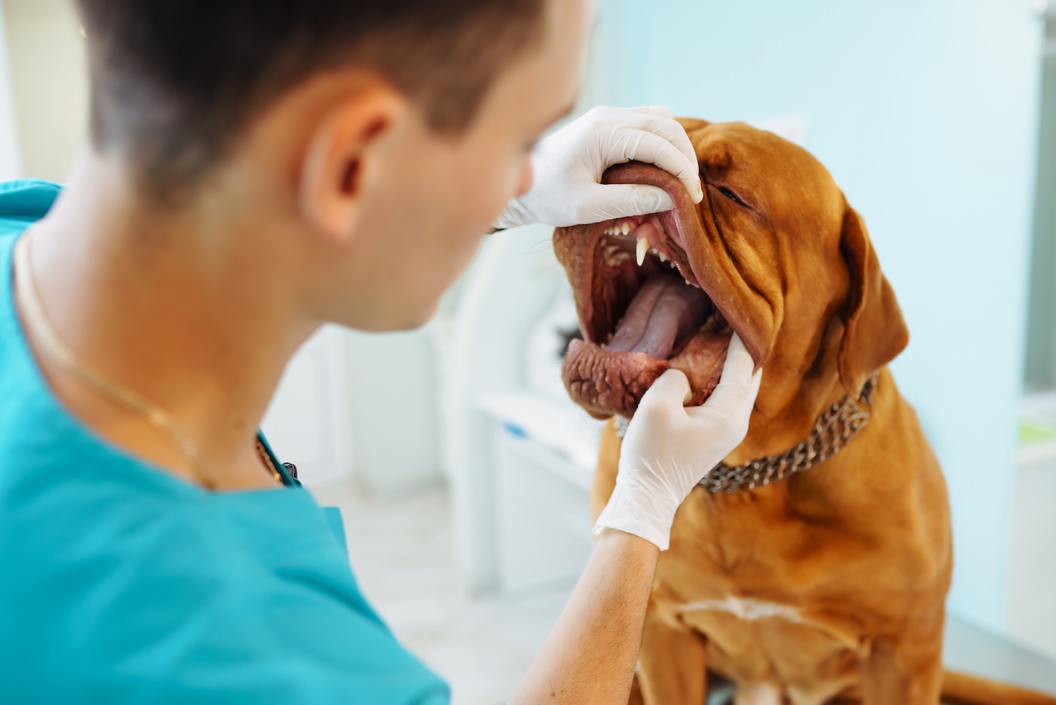 Veterinarian examining dog's teeth